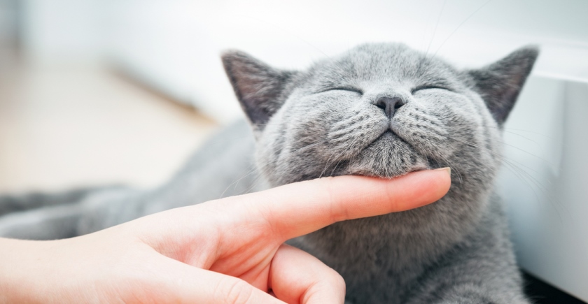 cat lovers