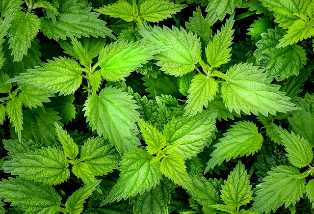 cannabis leaf