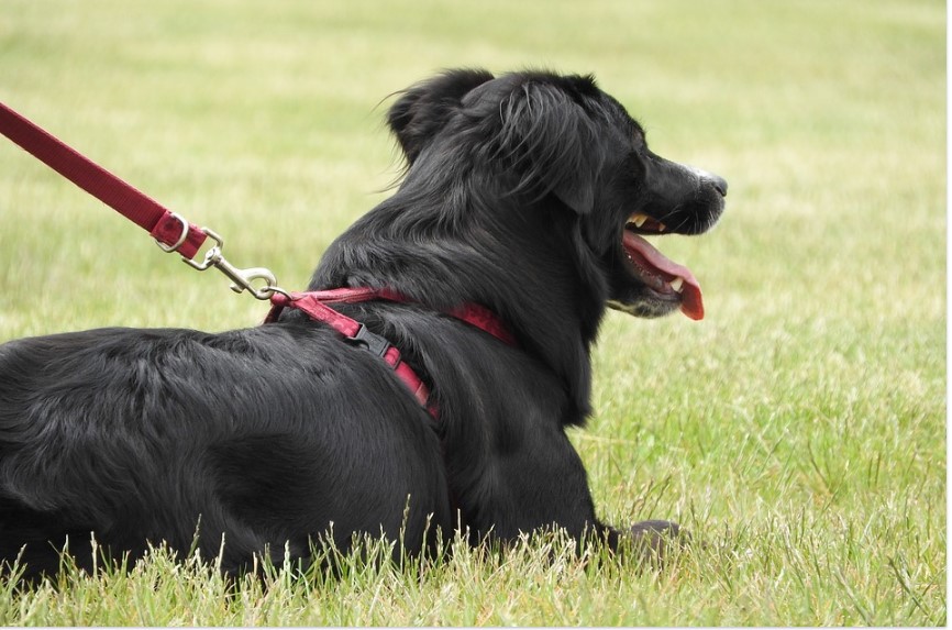 dog harness