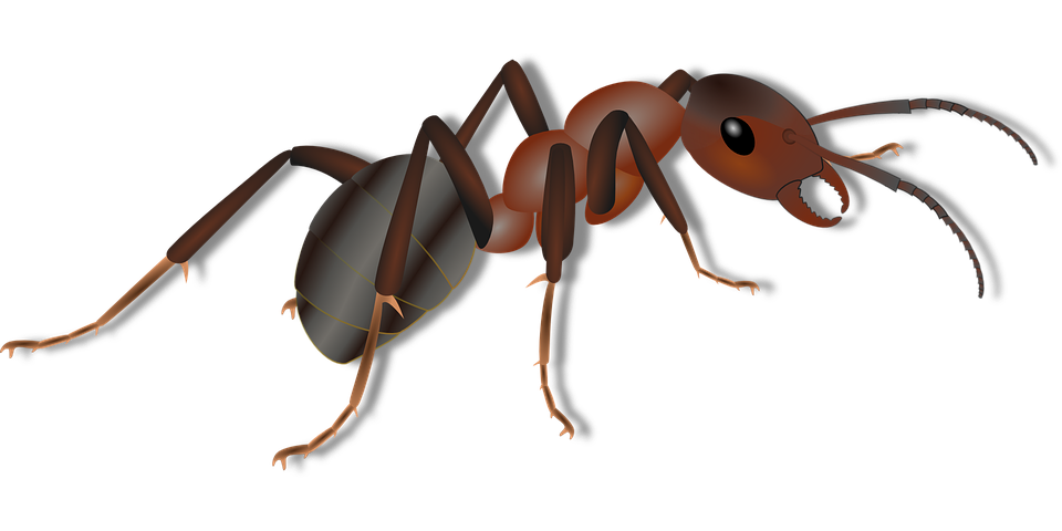 ant control