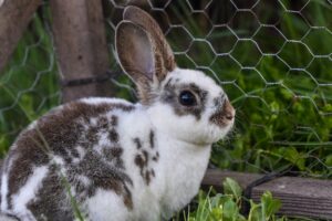 rabbit