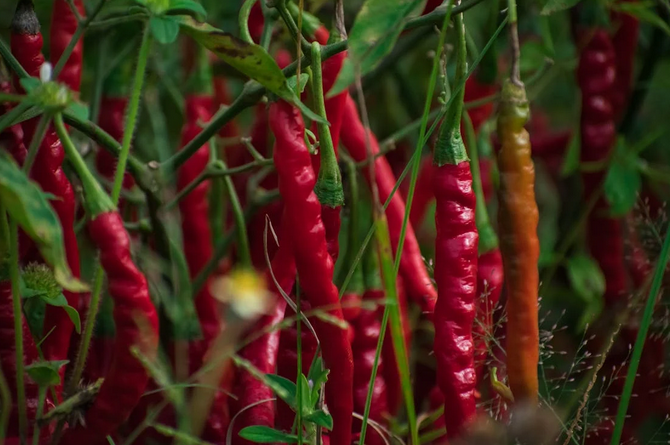 pepper plant