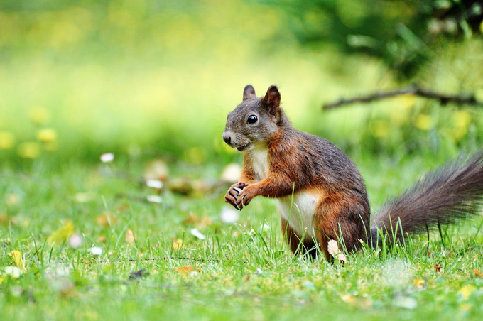 rodent